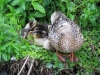 vogelbiotop-stockenten-nachwuchs1