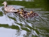 vogelbiotop-stockenten-nachwuchs2