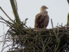 seeadler-alter-horst