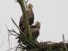 seeadler-alter-horst