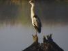 050-ardea-cinerea