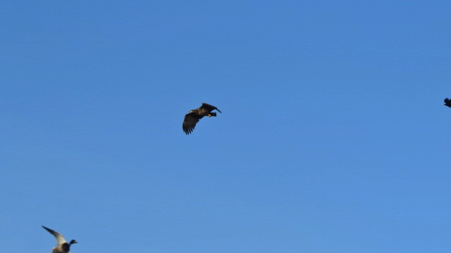 2017-01-27 Seeadler 01