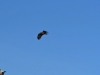 2017-01-27 Seeadler 01