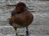 2017-02-18 001 ZC