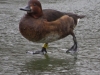 2017-02-18 052 ZC