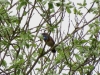 2017-05-16 Blaukehlchen 01