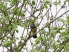 2017-05-16 Blaukehlchen 02