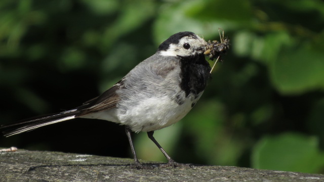 2017-07-17 036