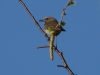 2020-04-07 003