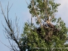 001seeadler-25-5-2014