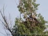 006seeadler-25-5-2014