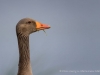 009 vogelbiotop mai