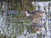 014meerbruchswiesen-im-april-1