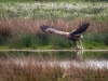 01_seeadler_img_2792-v2