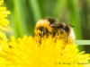 14_erdhummel_img_3783-v2-blog