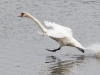 Walking on water - Auf dem Wasser gehen (Joe)