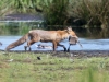 19-JB0199-004-Va-oessm-Fuchs
