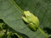 20-NB0200-16-Va-oessm-Laubfrosch