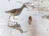 Bruchwasserläufer