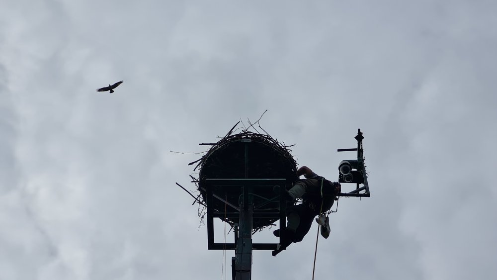 Beringung_mit_warnendem_Altvogel