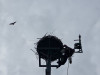 Beringung_mit_warnendem_Altvogel