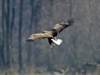 6-seeadler