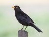 4-amsel