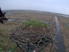 Fischadler16-03-10_11-04-06-96