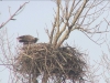 Seeadler201616-02-27_15-35-10-79
