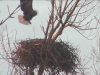 Seeadler201616-02-27_17-30-10-81