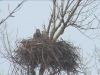 Seeadler201616-02-28_16-34-10-81