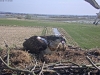 Fischadler217-03-30_11-01-03-63
