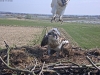 Fischadler217-03-30_11-01-04-63