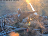 Fischadler-Zoom_P5655-E-001-04212026-0631517518