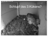 Schleiereule1