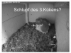 Schleiereule2