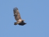 Seeadler_1