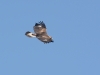 Steinadler_1