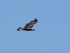 Steinadler_2