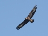 Steinadler_3
