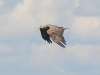 Seeadler-1
