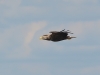 Seeadler-2