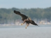 Seeadler-3