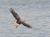 Seeadler-4