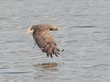 Seeadler-5