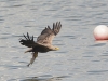 Seeadler-6