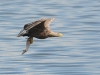 Seeadler-7