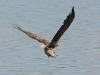 Seeadler-8