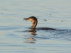 Kormoran
