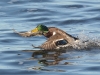 Stockente-3